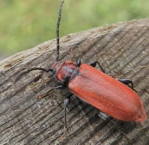 Pyrrhidium sanguineum